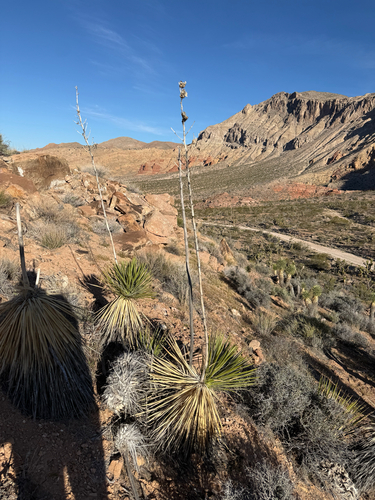 Utah yucca (Yucca utahensis)