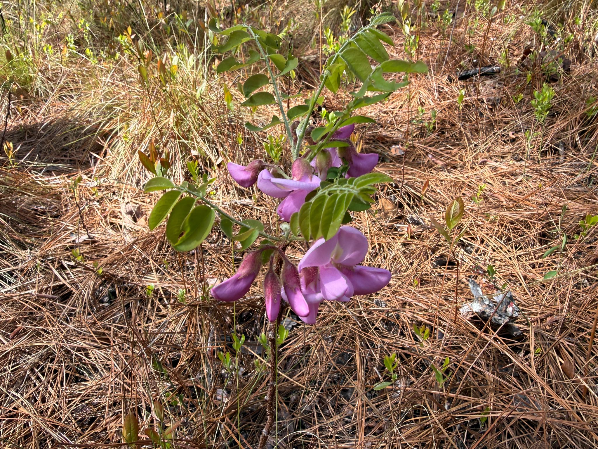 Imagem de falsa-acácia