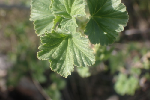 wax currant (Ribes cereum)