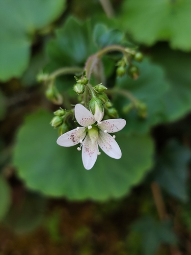 Round-leaved Saxifrage (Saxifraga rotundifolia)