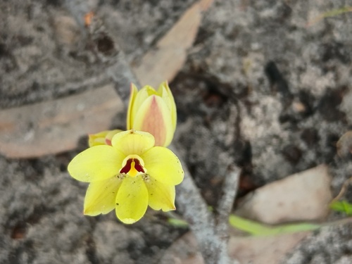 lemon-scented sun orchid (Thelymitra antennifera)