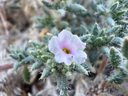 matted crinklemat (Tiquilia latior)