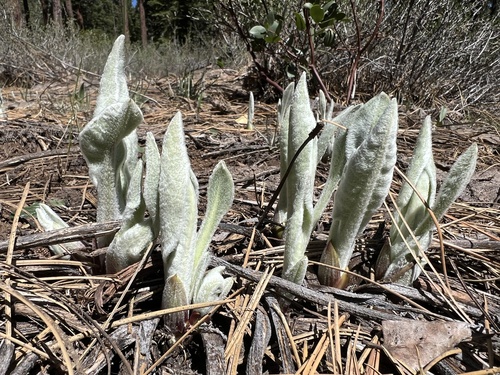 woolly mule's ears (Wyethia mollis)