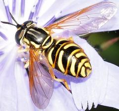 Chrysotoxum pubescens