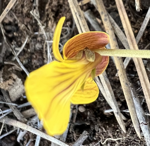 Goosefoot violet (Viola purpurea)