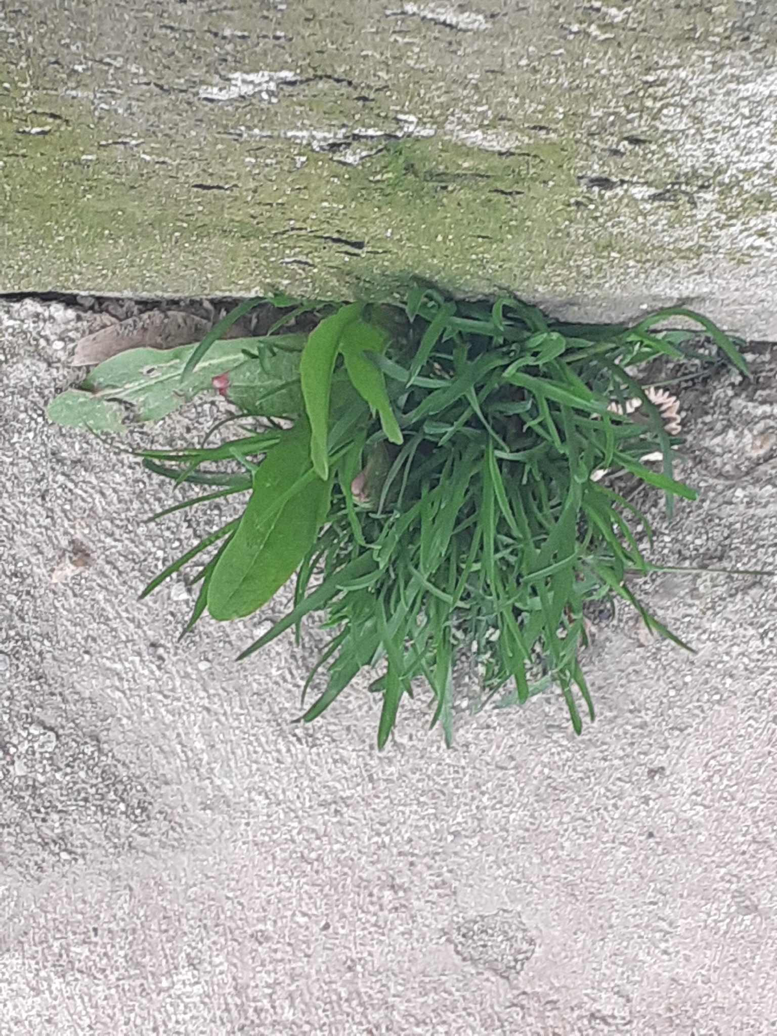 Annual Meadow-Grass (Poa annua)