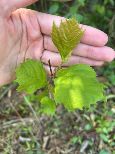 American sycamore (Platanus occidentalis)