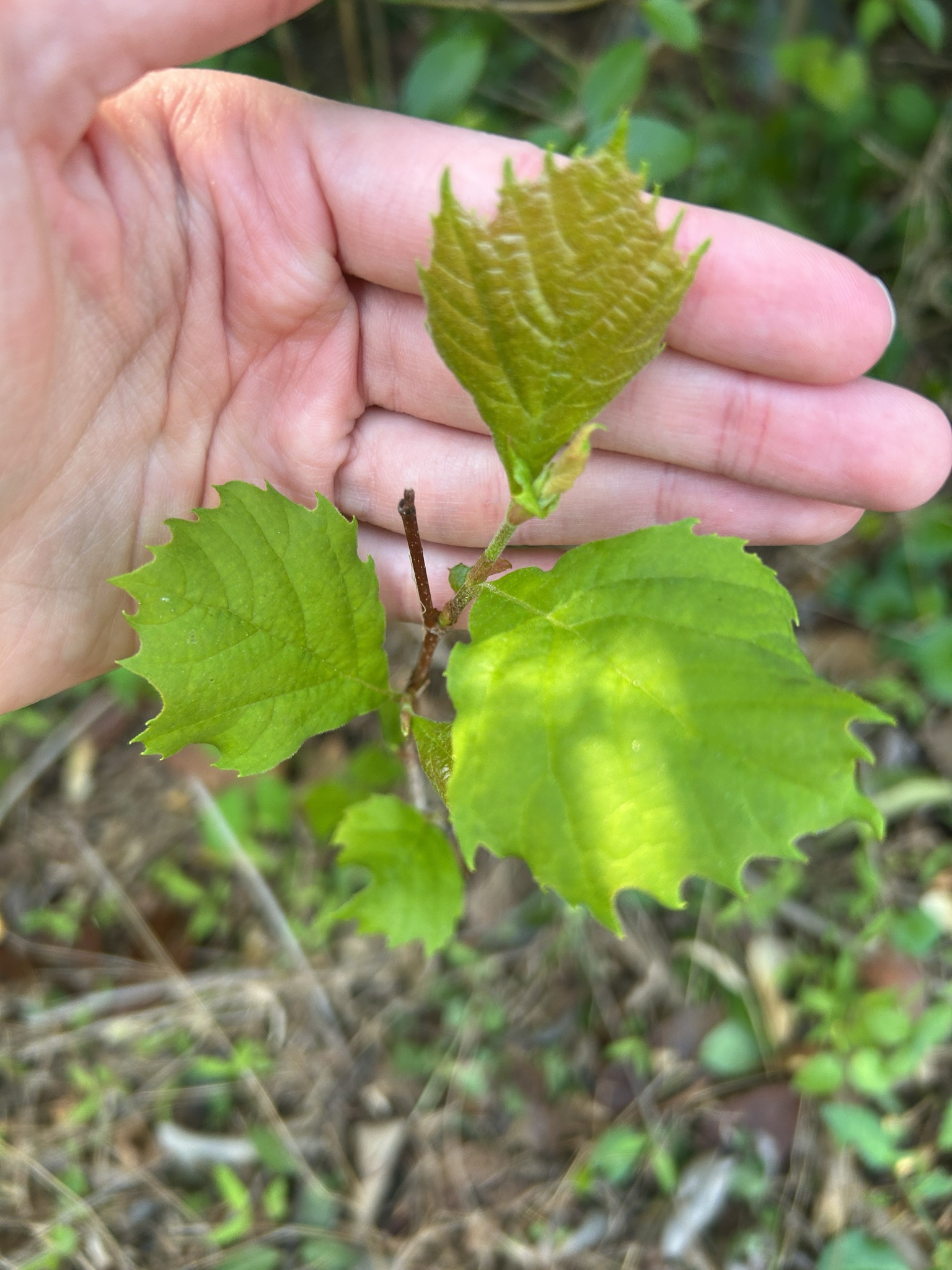 American Sycamore (Platanus occidentalis)