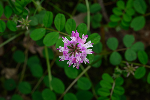 Chinese Milkvetch