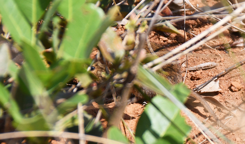 Broad-Headed Spiny Rat