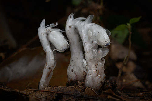 Convulsion Root