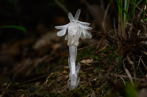 Monotropastrum lungschuanense