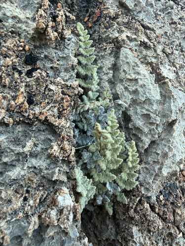 Parry's lip fern (Myriopteris parryi)