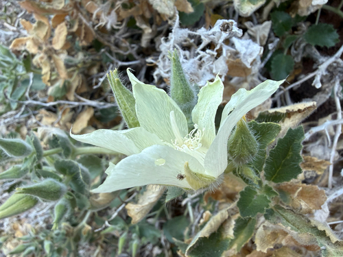 desert rock nettle (Eucnide urens)