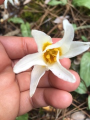 Erythronium helenae