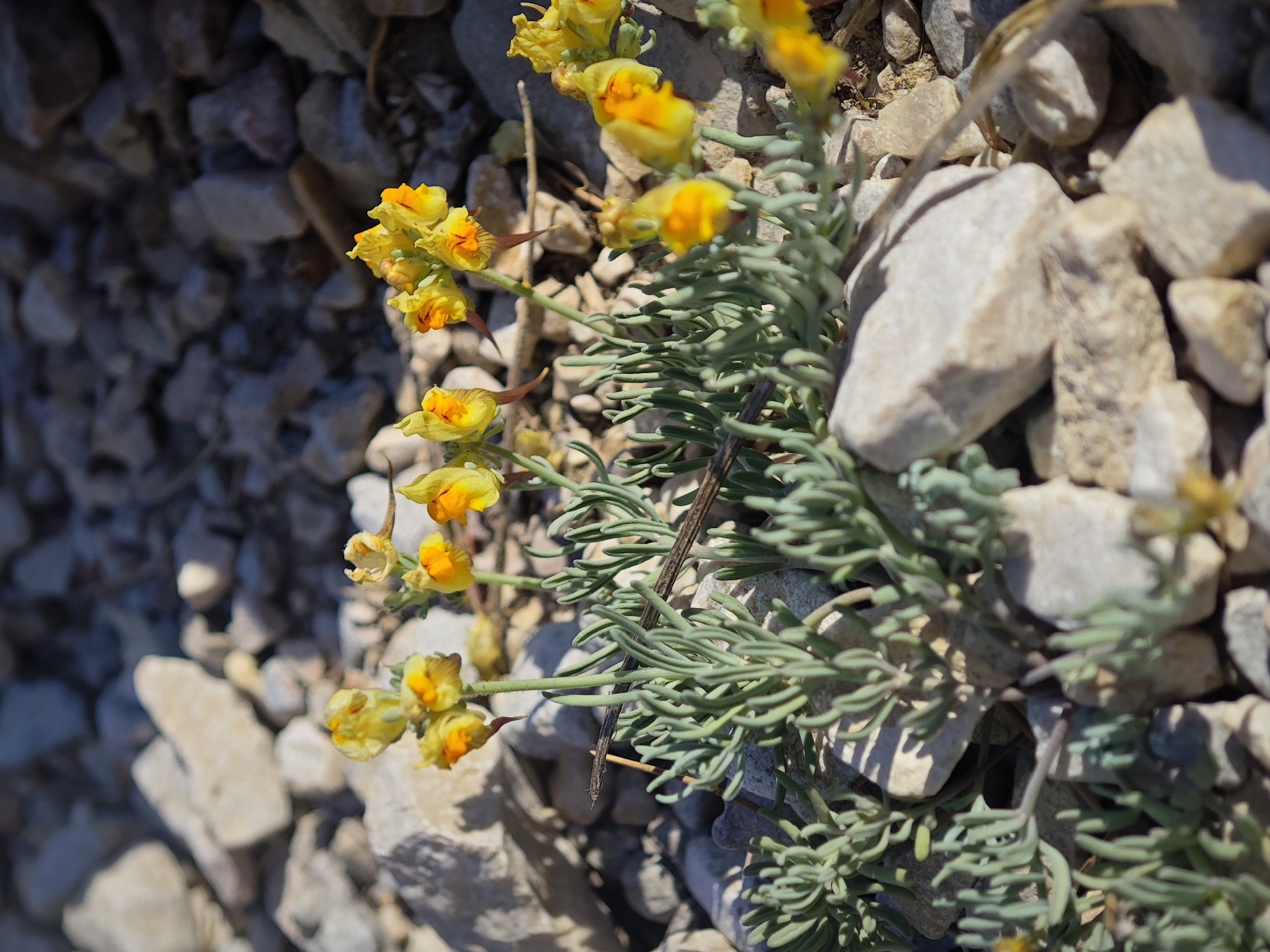 Linaria Supina (Linaria supina)
