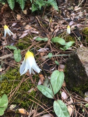 Erythronium helenae