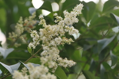Ligustrum robustum