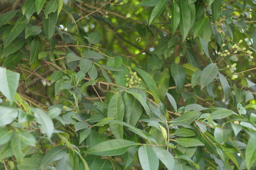 Ligustrum robustum, photograph 1