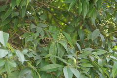 Ligustrum robustum, photograph (c) Dinesh Valke, some rights reserved (CC BY-SA)