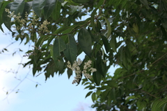 Ligustrum robustum, photograph (c) Dinesh Valke, some rights reserved (CC BY-SA)