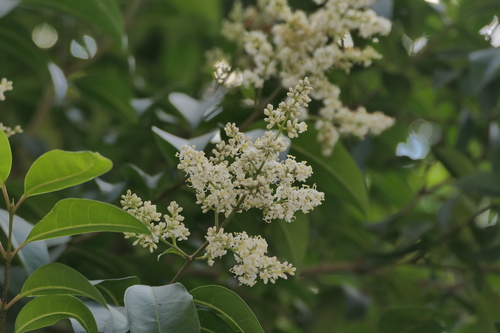 Ligustrum robustum, photograph 3