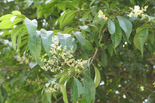 Ligustrum robustum, photograph 4