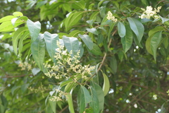 Ligustrum robustum, photograph (c) Dinesh Valke, some rights reserved (CC BY-SA)