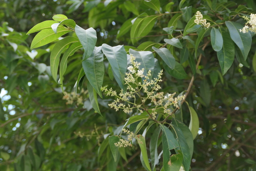 Ligustrum robustum, photograph 5