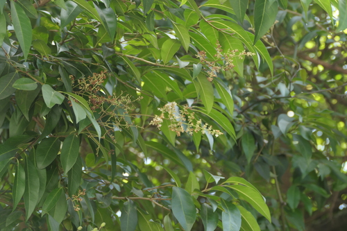 Ligustrum robustum, photograph 6