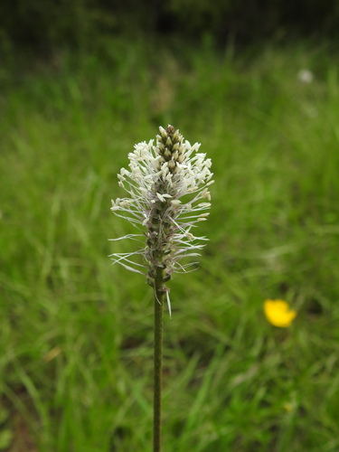 Hoary Plantain (Plantago media)
