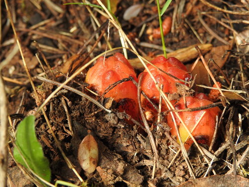 Yellow Cytinus (Cytinus hypocistis)