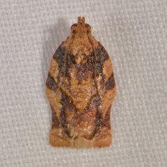Argyrotaenia jamaicana