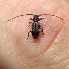 Exocentrus lusitanus