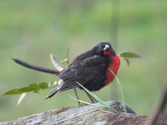 Leistes militaris