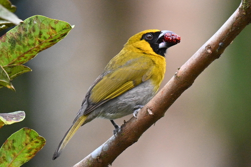Black-faced Grosbeak (Caryothraustes poliogaster), photo 5