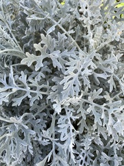 Jacobaea maritima