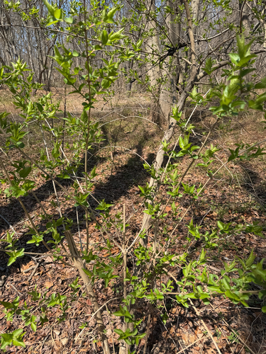 Amur honeysuckle (Lonicera maackii)