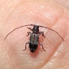 Exocentrus lusitanus