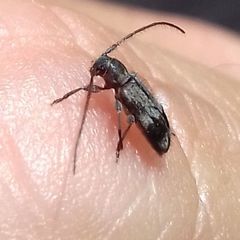 Exocentrus lusitanus