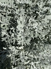 Jacobaea maritima