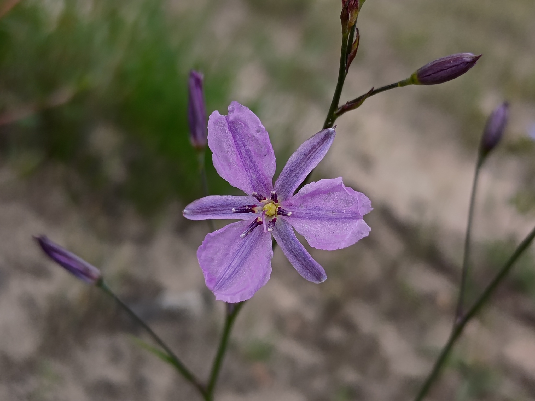 Chocolate Lily (Arthropodium strictum)