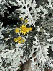Jacobaea maritima