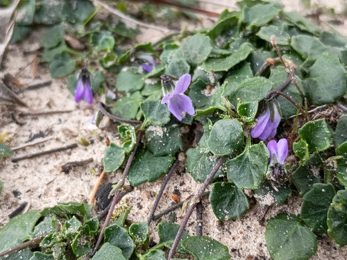 Tiny violet (Viola sieberiana)