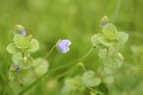 Threadstalk Speedwell (Veronica filiformis)
