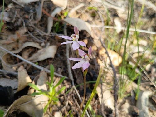 Pink Lady Fingers (Caladenia carnea)
