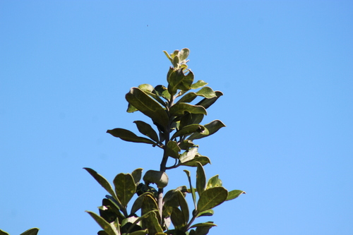 Karo (Pittosporum crassifolium)