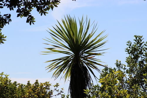 New Zealand cabbage tree (Cordyline australis)