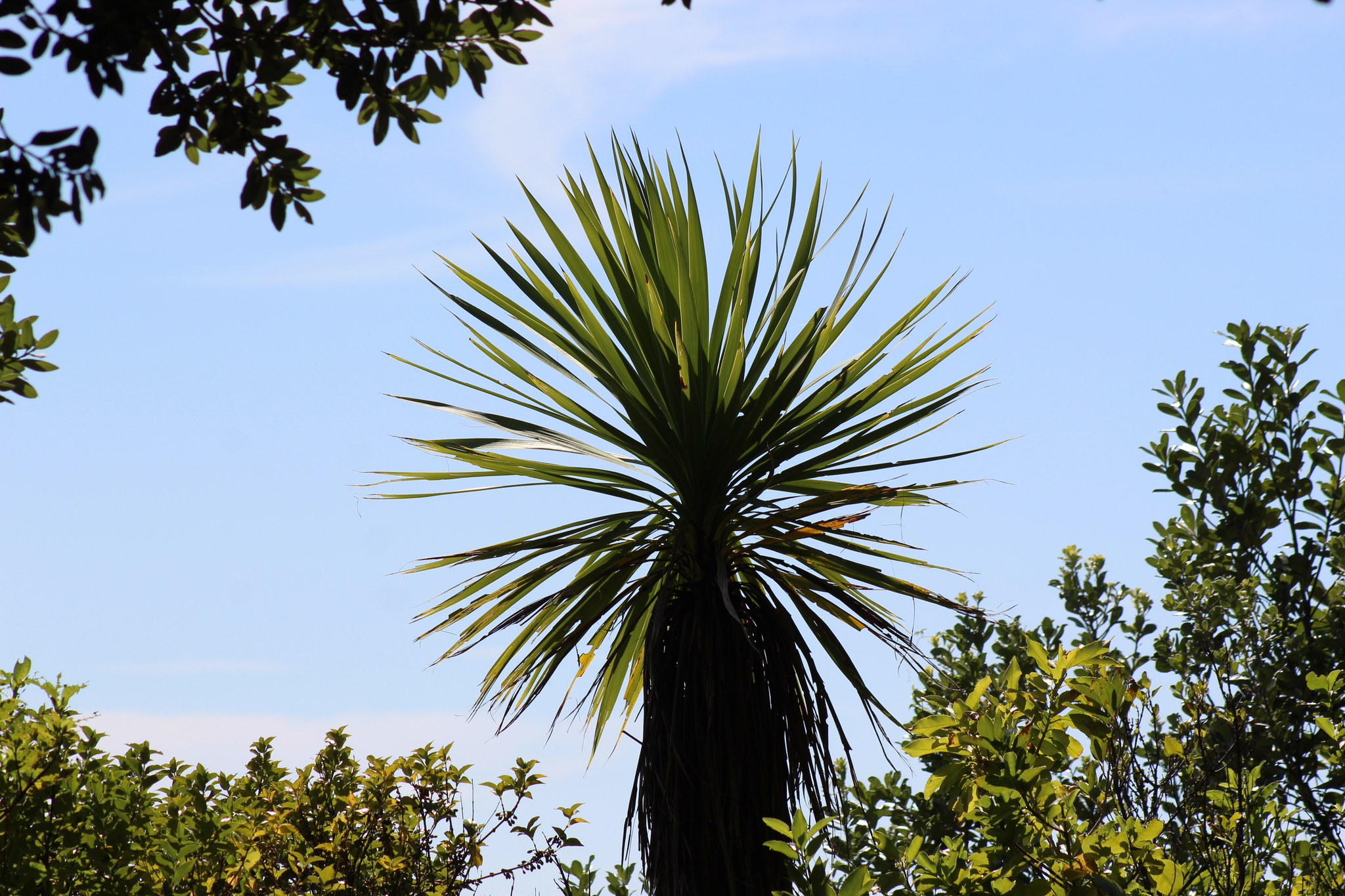 New Zealand Cabbage Tree (Cordyline australis)