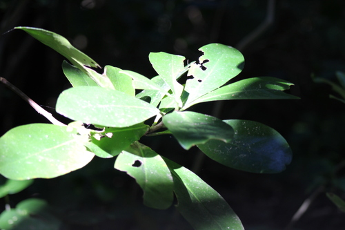 Karaka Nut (Corynocarpus laevigatus)
